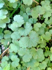 Hydrocotyle moschata