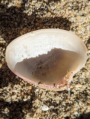 Hysteroconcha dione