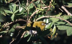 Zosterops ceylonensis