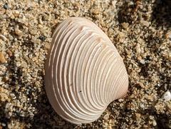 Hysteroconcha dione