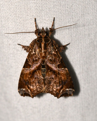 Callopistria floridensis