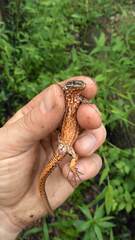 Podarcis muralis maculiventris