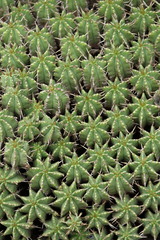 Euphorbia pulvinata