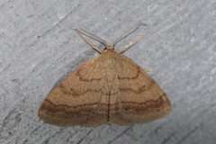 Scopula rubiginata