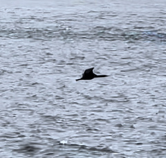 Urile penicillatus