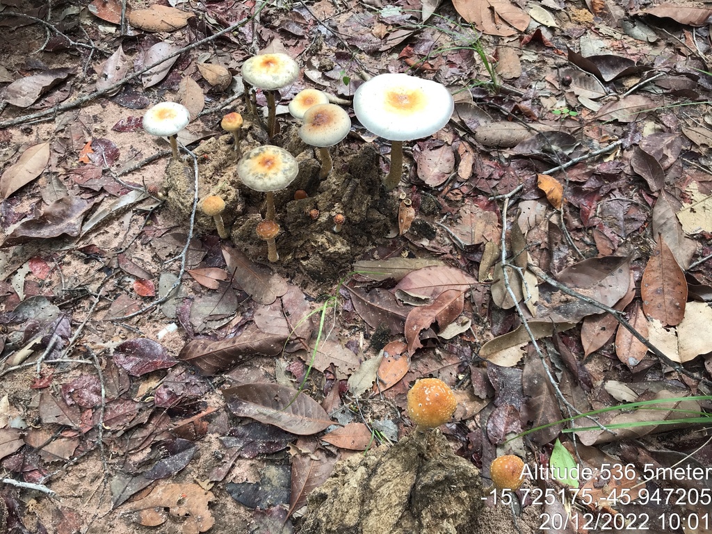 Psilocybe cubensis · December 2022 · photo: © vitordematos12 (iNaturalist, cc-by-sa)