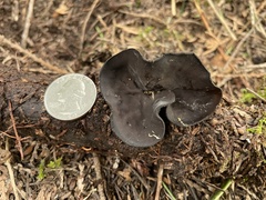 Pseudoplectania melaena