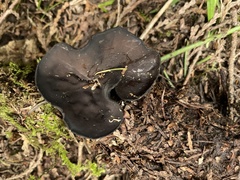 Pseudoplectania melaena