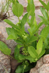 Vangueria venosa