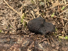 Pseudoplectania melaena