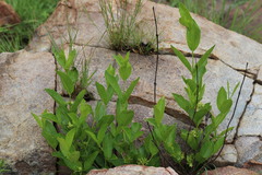 Vangueria venosa