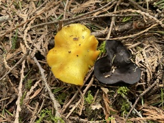 Pseudoplectania melaena