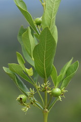 Vangueria venosa
