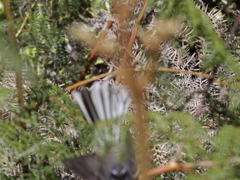 Rhipidura fuliginosa