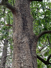 Magnoliaceae