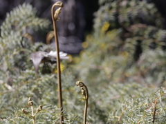 Rhipidura fuliginosa