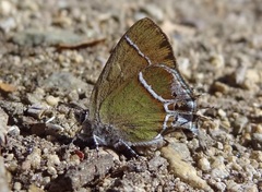 Callophrys xami