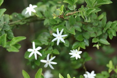 Jasminum streptopus