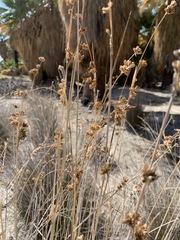 Juncus cooperi