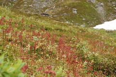 Leptarrhena pyrolifolia