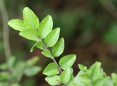 Jasminum streptopus