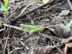 Abracris flavolineata