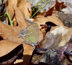 Callophrys xami