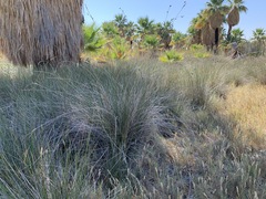 Juncus cooperi