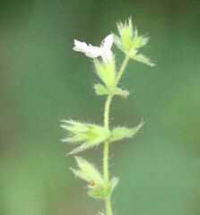 Stachys natalensis