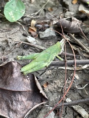 Abracris flavolineata