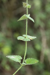 Stachys natalensis