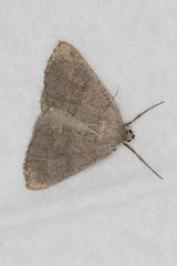 Pachycnemia tibiaria