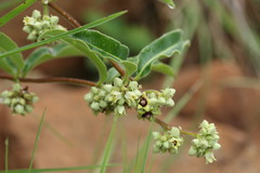 Raphionacme procumbens