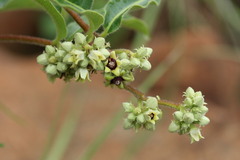 Raphionacme procumbens