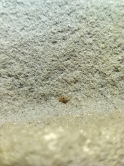 Entomobrya nigrocincta