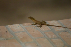 Anolis cupreus