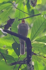 Lipaugus vociferans
