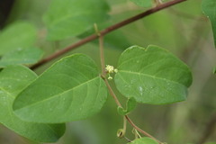 Helinus integrifolius