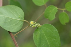 Helinus integrifolius