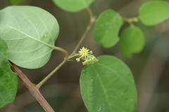 Helinus integrifolius
