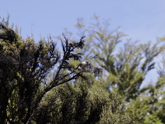 Rhipidura fuliginosa