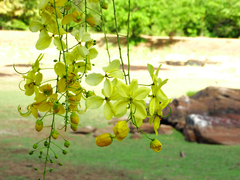 Cassia fistula