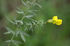 Pearsonia aristata