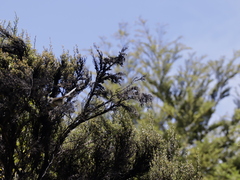 Rhipidura fuliginosa