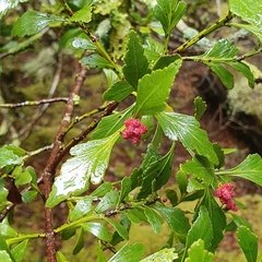 Phyllocladus aspleniifolius