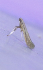 Caloptilia hypericella