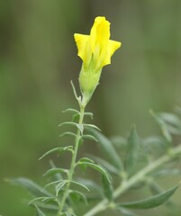 Pearsonia aristata