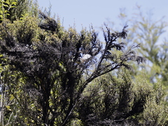 Rhipidura fuliginosa