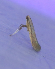 Caloptilia hypericella
