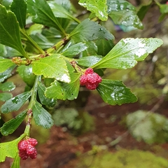 Phyllocladus aspleniifolius